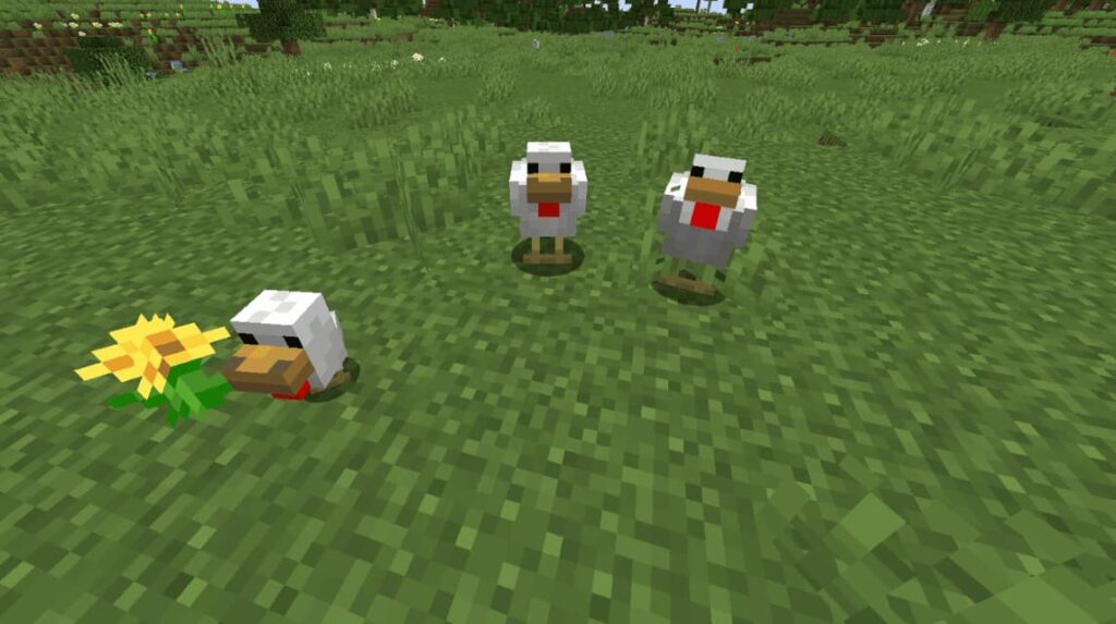 Chickens in Minecraft